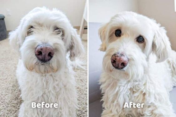 Smart Paw Trimmer