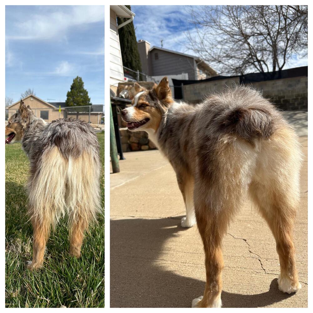 Smart Paw Trimmer